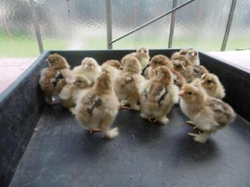Perdrix dorée Brahma, gros poussins, Sexe inconnu, Poule ou poulet
