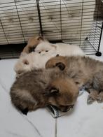 5 geweldige puppy's, Dieren en Toebehoren, België, Particulier, Overige rassen, 8 tot 15 weken