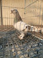 Takla boz perçem, Dieren en Toebehoren, Vogels | Duiven
