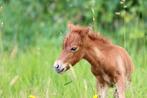 Prachtig minipaard veulen, Dieren en Toebehoren, Merrie