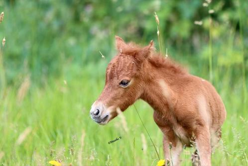 Prachtig minipaard veulen, Dieren en Toebehoren, Pony's, Merrie