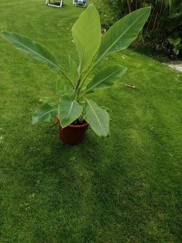 Gouden lotusbanaan, Musa Lasiocarpa, Chinese Lotus beschikbaar voor biedingen