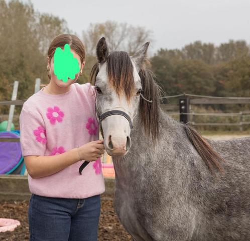 Mooie welsh B pony, Dieren en Toebehoren, Pony's, Ruin, B