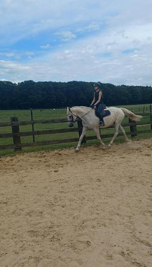 Chapage zoekt nieuwe thuis, Animaux & Accessoires, Poneys, Jument, 11 ans ou plus, Avec pedigree, Avec puce électronique, Vermifugé