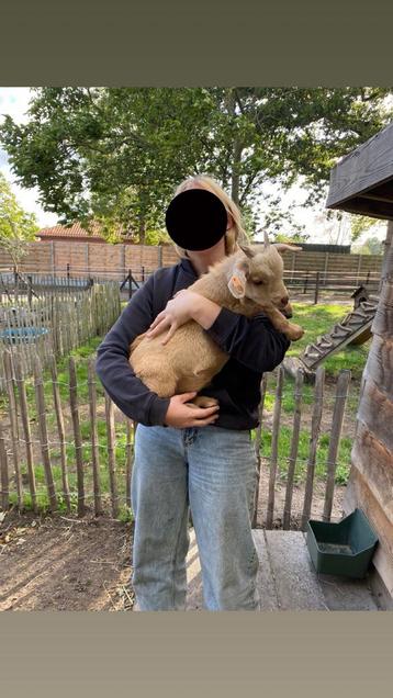 Mini camel bokje beschikbaar voor biedingen
