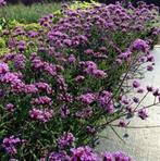 Verbena 'Lollypop', Ophalen, Vaste plant