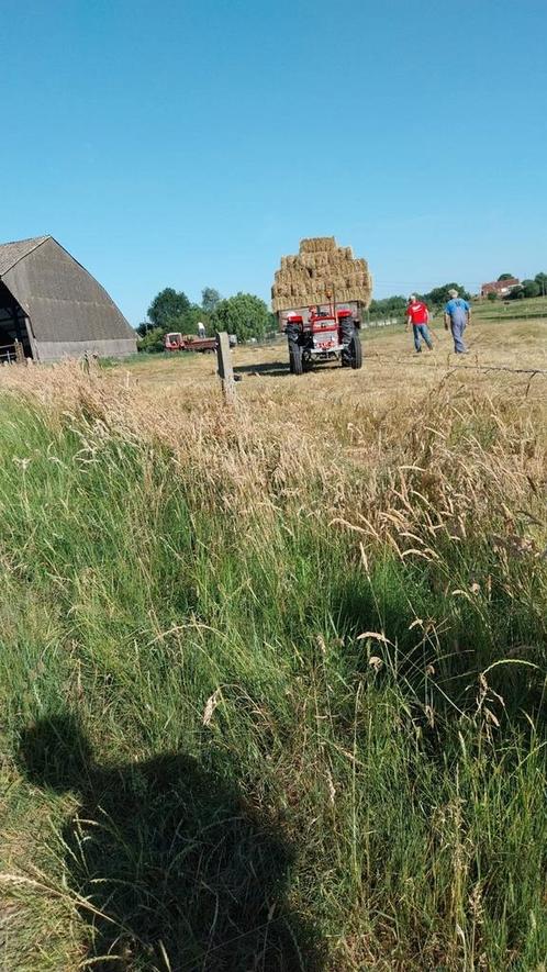 Sterke hooibalen, hooi, stro, Dieren en Toebehoren, Dierenvoeding, Ophalen of Verzenden
