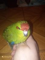 Een tam vogels, Dieren en Toebehoren, Mannelijk, Parkiet, Tam