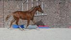 Hongre sbs 3 ans, Dieren en Toebehoren, Paarden, Ruin