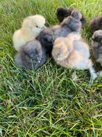 Kuikentjes USA Zijdehoen, Dieren en Toebehoren, Pluimvee, Geslacht onbekend, Kip