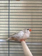 Plusieurs diamants mandarins dispo, Mâle