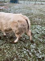 2 vaarzen, Dieren en Toebehoren, Runderen