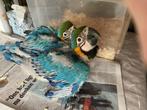 Blauw gele ara, Dieren en Toebehoren, Vogels | Parkieten en Papegaaien, Papegaai