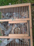 Kanaries grysvleugels  20euro stuk, Dieren en Toebehoren