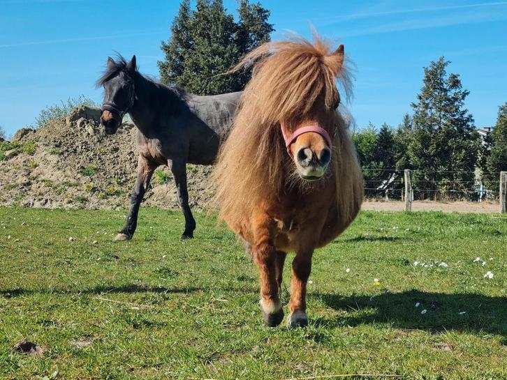 Drachtige mini Shetland merrie, Dieren en Toebehoren, Pony's, Merrie
