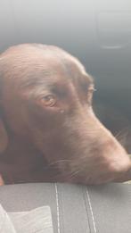 Chien, Dieren en Toebehoren, Honden | Retrievers, Spaniëls en Waterhonden, Golden retriever, België, Particulier, 15 weken tot 1 jaar