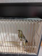 Groenvinken, Dieren en Toebehoren, Vogels | Overige Vogels