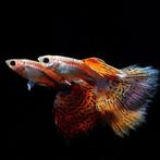 Guppy Red Grass koppel xxl (man + vrouw), Vis, Zoetwatervis