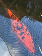 Koi Hi utsuri 55cm, Dieren en Toebehoren