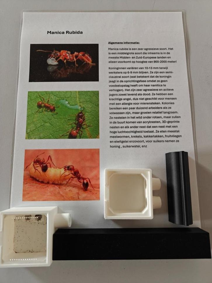 Manica Rubida, Dieren en Toebehoren, Insecten en Spinnen