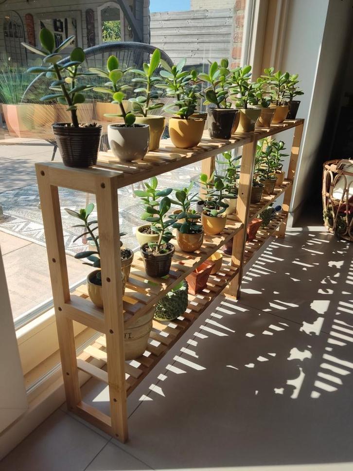 Crassula ovata plantjes stekjes goed geworteld vetplant, Huis en Inrichting, Kamerplanten, Vetplant, Ophalen