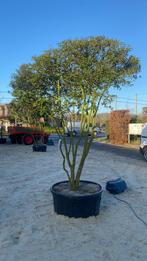 Osmanthus burkwoodii meerstammige boom