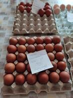 broedeieren, Sexe inconnu, Poule ou poulet