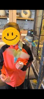 Handtamme Dwergpapegaai lovebird agapornis roseicollis, Dieren en Toebehoren, Vogels | Parkieten en Papegaaien
