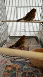 Norwich kanarie s, Dieren en Toebehoren
