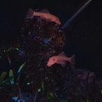 algen eters te koop, Dieren en Toebehoren, Vissen | Aquariumvissen