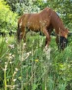 Paardenplek gezocht, Dieren en Toebehoren, Weidegang, 2 of 3 paarden of pony's