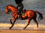 Merrie: Wandor Calvados Cash, springpaard, Dieren en Toebehoren, Paarden, Merrie, Springpaard