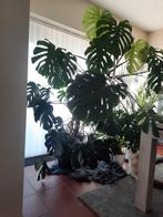 MONSTERA grote kamerplant, Huis en Inrichting, Kamerplanten, Ophalen, In pot