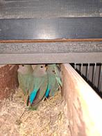 Roseicollis-agapornis-dwergpapegaaien, Dieren en Toebehoren, Meerdere dieren, Dwergpapegaai of Agapornis