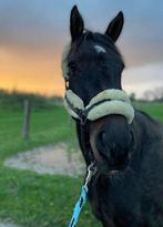 14 jarige merrie, Gechipt, Recreatiepaard, 11 jaar of ouder, Merrie