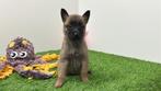 Nestje Mechelse Herder pups, België, CDV (hondenziekte), 8 tot 15 weken, Meerdere