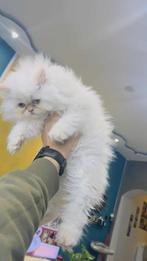 Prachtige persische kittens, Dieren en Toebehoren, Poes, Gechipt, 0 tot 2 jaar