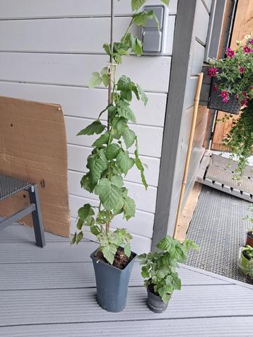 jonge plant rode zomerframboos beschikbaar voor biedingen