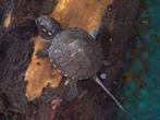 europeese moerasschildpad (NL), Dieren en Toebehoren, Reptielen en Amfibieën, 0 tot 2 jaar, Tam, Schildpad