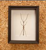 wandelende tak in kader, Collections, Collections Animaux, Enlèvement ou Envoi, Neuf, Reptile ou Amphibien, Animal empaillé