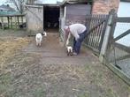 Dwerggeitjes, Meerdere dieren, Geit, 0 tot 2 jaar