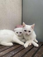 Kittens moet snel weg, Kater, Kortharig, 0 tot 2 jaar