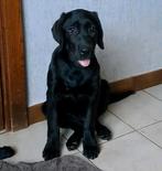 Lieve labrador pup teefje op boerderij ouders aanwezig, Dieren en Toebehoren, Honden | Retrievers, Spaniëls en Waterhonden, België