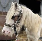 Ierse cob pony