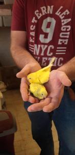 handtamme grasparkietjes, Meerdere dieren, Parkiet, Tam