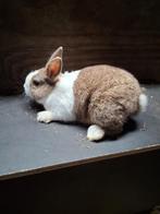 Konijn, Dieren en Toebehoren, Konijnen, Mannelijk, Klein, 0 tot 2 jaar