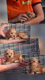 Maltipoo pups nieuw nestje, Dieren en Toebehoren, België, Overige rassen, 8 tot 15 weken, Parvo