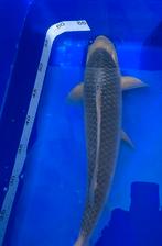 Asagi (45cm), Dieren en Toebehoren, Vissen | Vijvervissen
