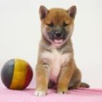 Shiba Inu - Belgische pups te koop, Dieren en Toebehoren, België, CDV (hondenziekte), 8 tot 15 weken, Meerdere