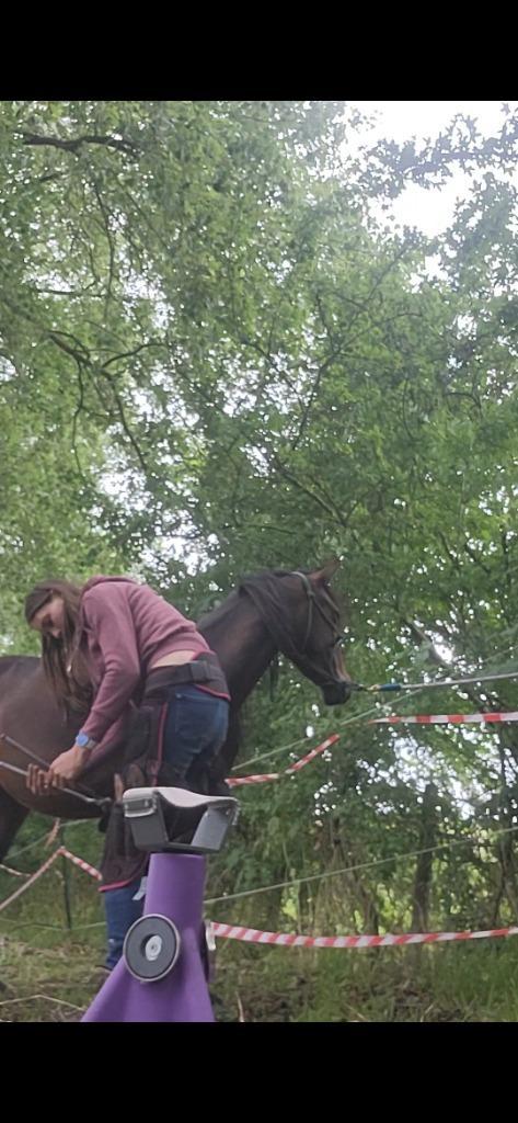 Bekappen paarden, Dieren en Toebehoren, Paarden en Pony's | Verzorgingsproducten, Ophalen of Verzenden